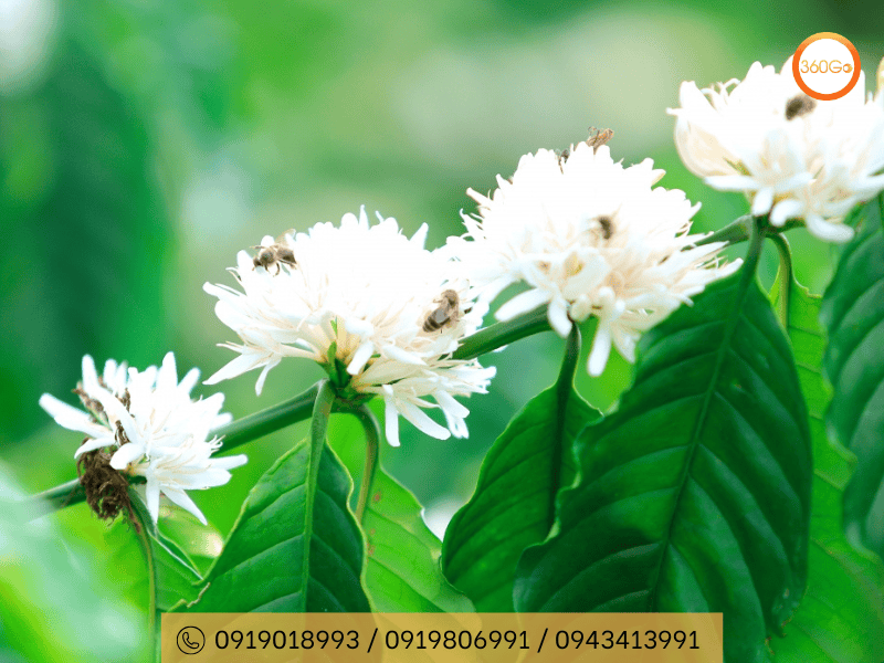 Ngắm hoa cà phê đẹp nhất ở Măng Đen - Du lịch 360Go